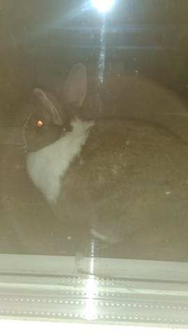 De quelle race est mon lapinou ??