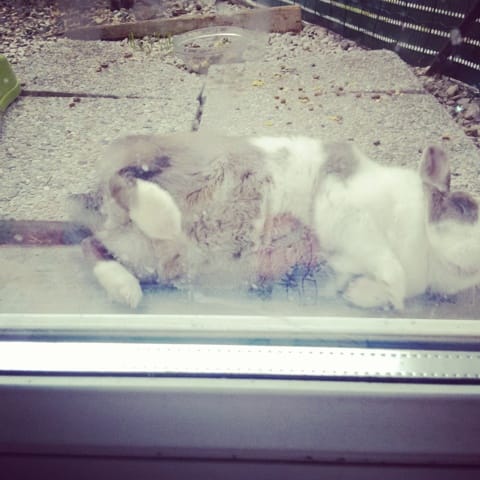 Que se passe t-il avec Patch ? Va t-il mourrir mes parents et moi nous nous inquiétons