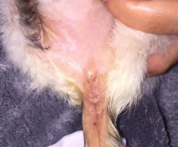 Aide SVP sexe de mon chaton recueilli oprhelin (photo jointe)