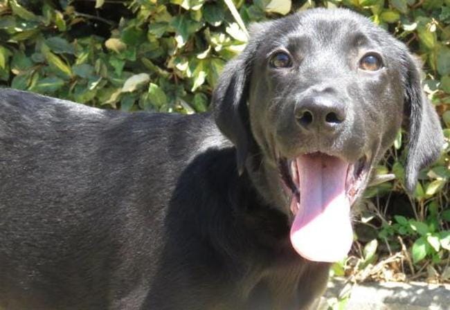 Adoption d'un labrador croisé rott