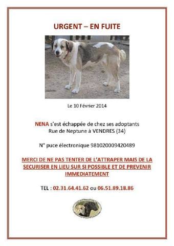 En FUITE Dept 34 : NENA Mastins Espagnole