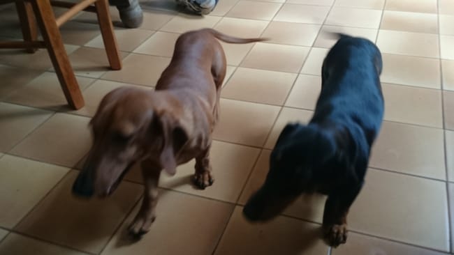 J'attends l'arrivé des chiots