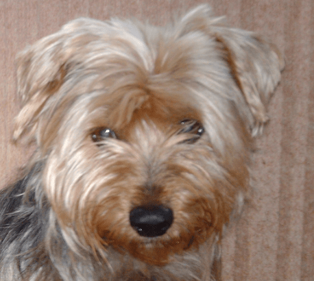Portrait de mon chien disparu