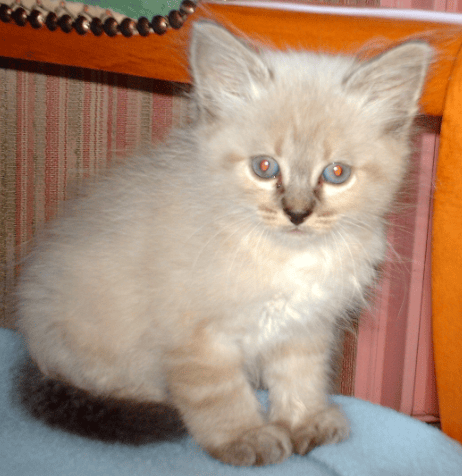 jouet de chat