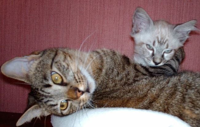 les chats et leurs  maitres