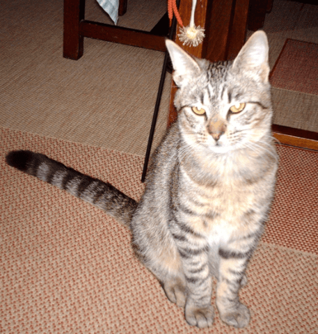 Adoption en refuge animalier
