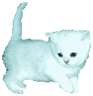 Laisser les chats sortir ou pas ?