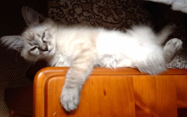 vivre avec ses animaux : que les laisser faire ?