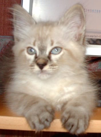 trouver un prénom pour son chat