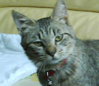 maitre d un chat