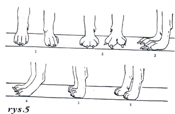 Pourquoi ma chienne n'a pas de "pouce" au pattes arrieres?