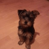 L'histoire de ma chienne qui c'est fait opérée :)