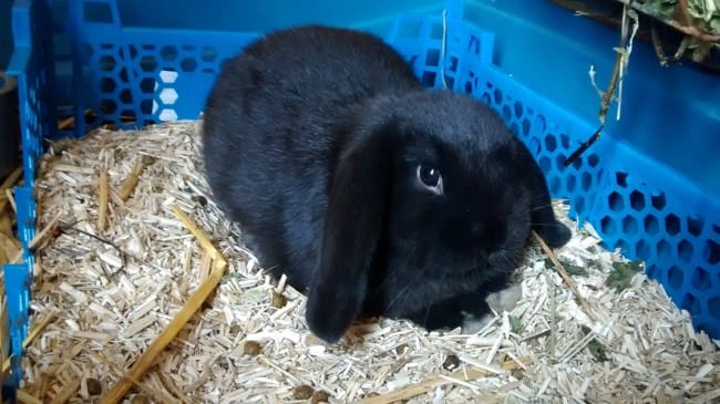 Le plus beaux lapin !