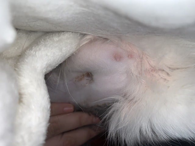 Cicatrice de stérilisation brune et rouge