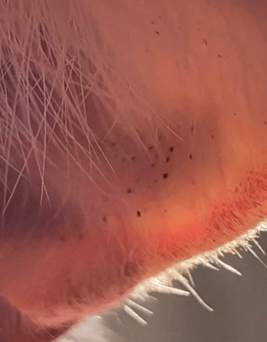 Petites taches noires dans les oreilles