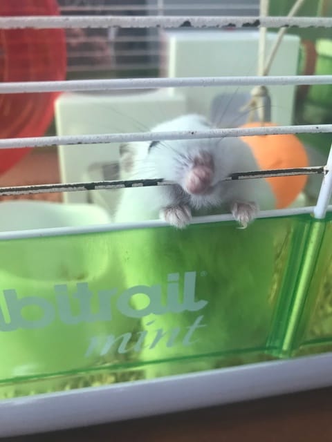 Hamster bouton museau