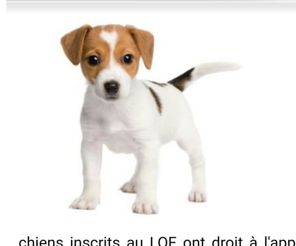 Quel chien est-ce?