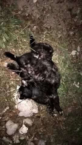 Comprendre la mort de mon chat (perforation du flanc droit)