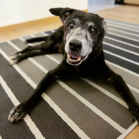 Chien trouvé