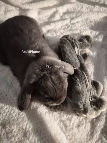 Besoin d'avis sur la morphologie de mon lapin
