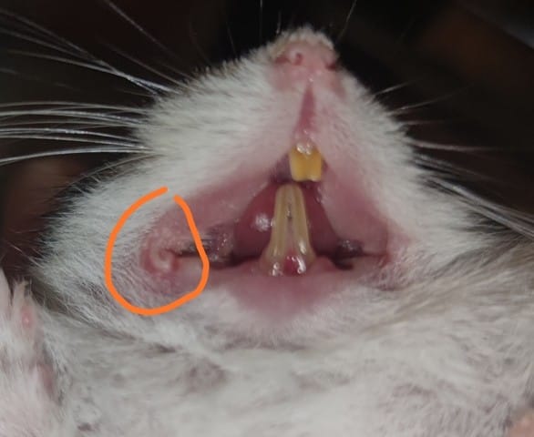 Bouche hamster russe