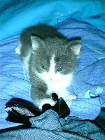 Bon conseil d'éducation de chaton 