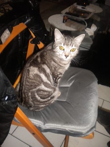 J'ai deux chats et bientot petit chiot 