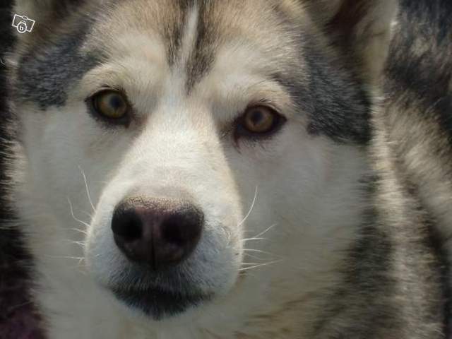 Dilemme Husky ! besoin conseil svp