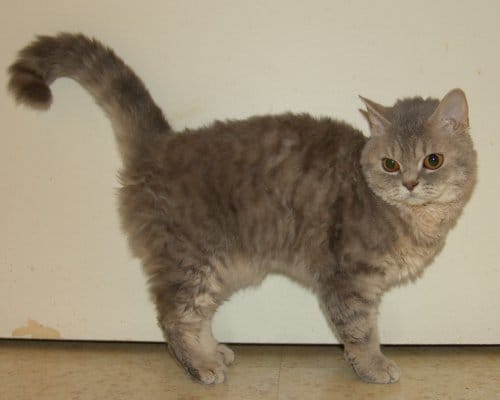 La petite femelle Gaia selkirk rex cherche une famille d'accueil