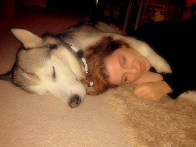 Mon chien fait ses besoins dans ma maison durant mon absence.