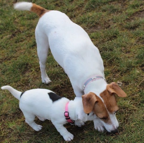 TAN du Jack Russel Terrier