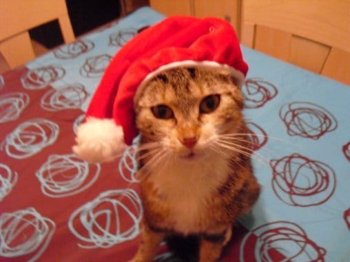 noël, boule et sapin