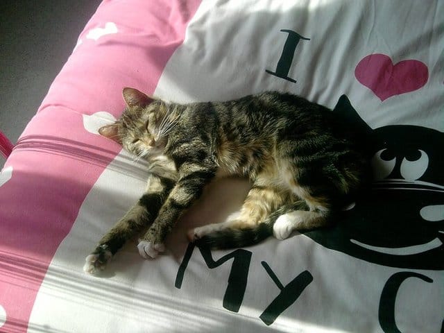 Comment savoir si ma chatte est pleine ?