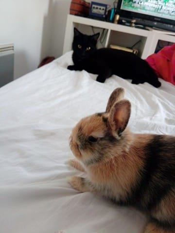 Lapin nain ou hybride ?