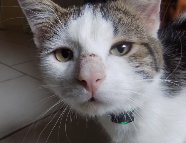 Croutes au nez de mon chaton