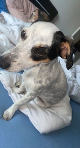 Mon Jack Russel a des taches noires