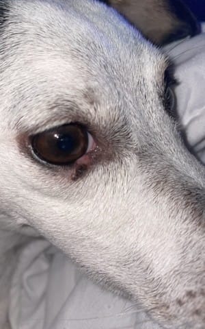 Mon chien s’est fait mordre