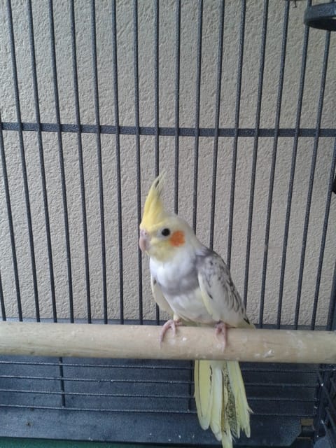 Calopsitte male ou femelle