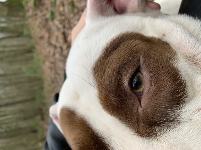 Mon chien a comme du sang dans l’oeil