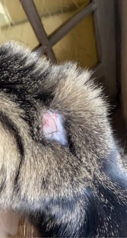 Trou dans les poils omoplates