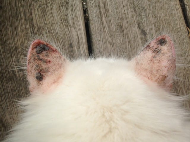 Croutes noires sur les oreilles de mon chat