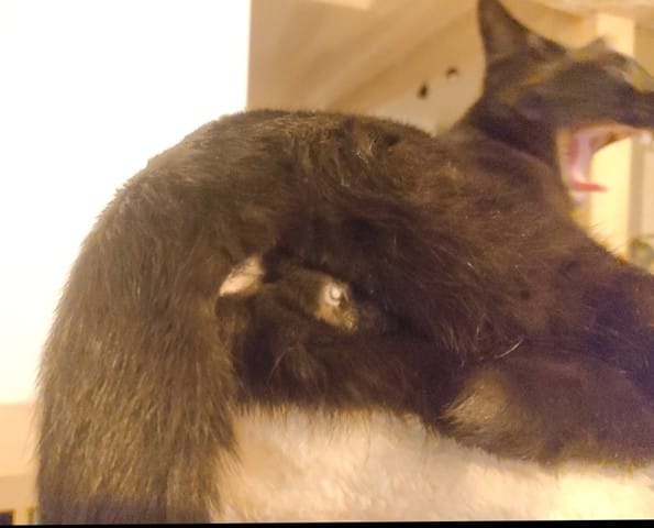 Boules sur testicules après castration