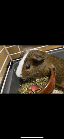 Qu’a mon cochon d’inde Teigne ou Morsure ?