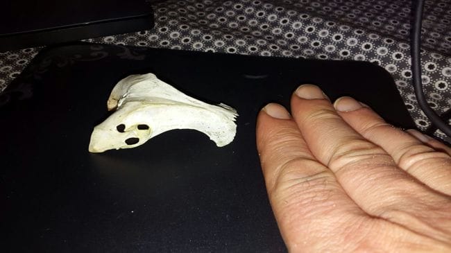 identification squelette petit animal forêt