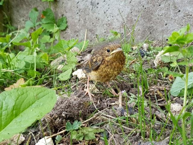 Oisillons rouge-gorge