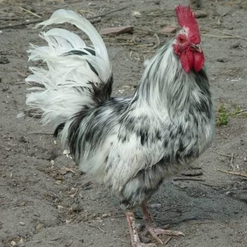 La poule de Grézieux