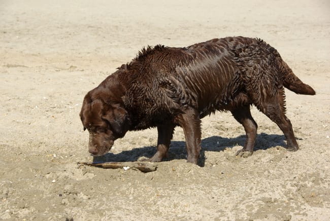 RESPONSABILITE DU VETERINAIRE