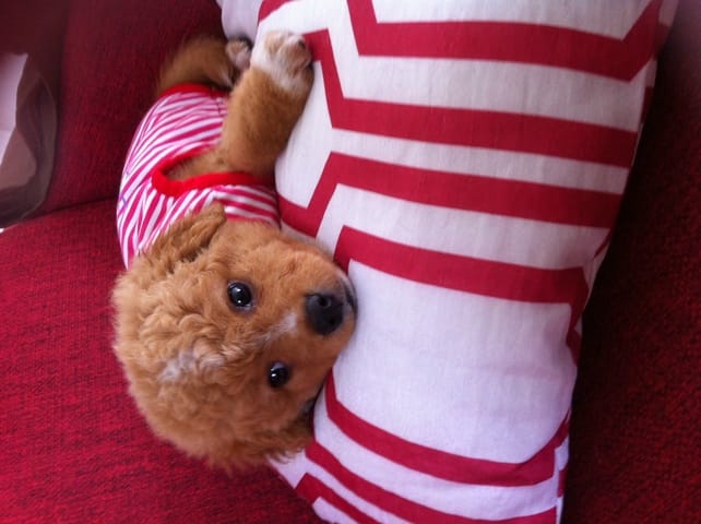 j'aimerais trouver la race de mon chiot