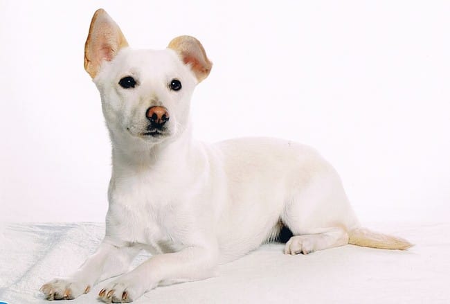 Je n'arrive pas à determiner la race de ma chienne, une idée ? 