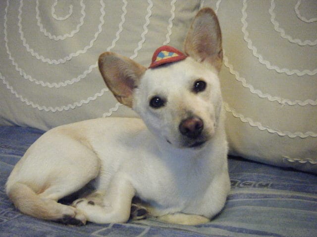 Concours Canin'os